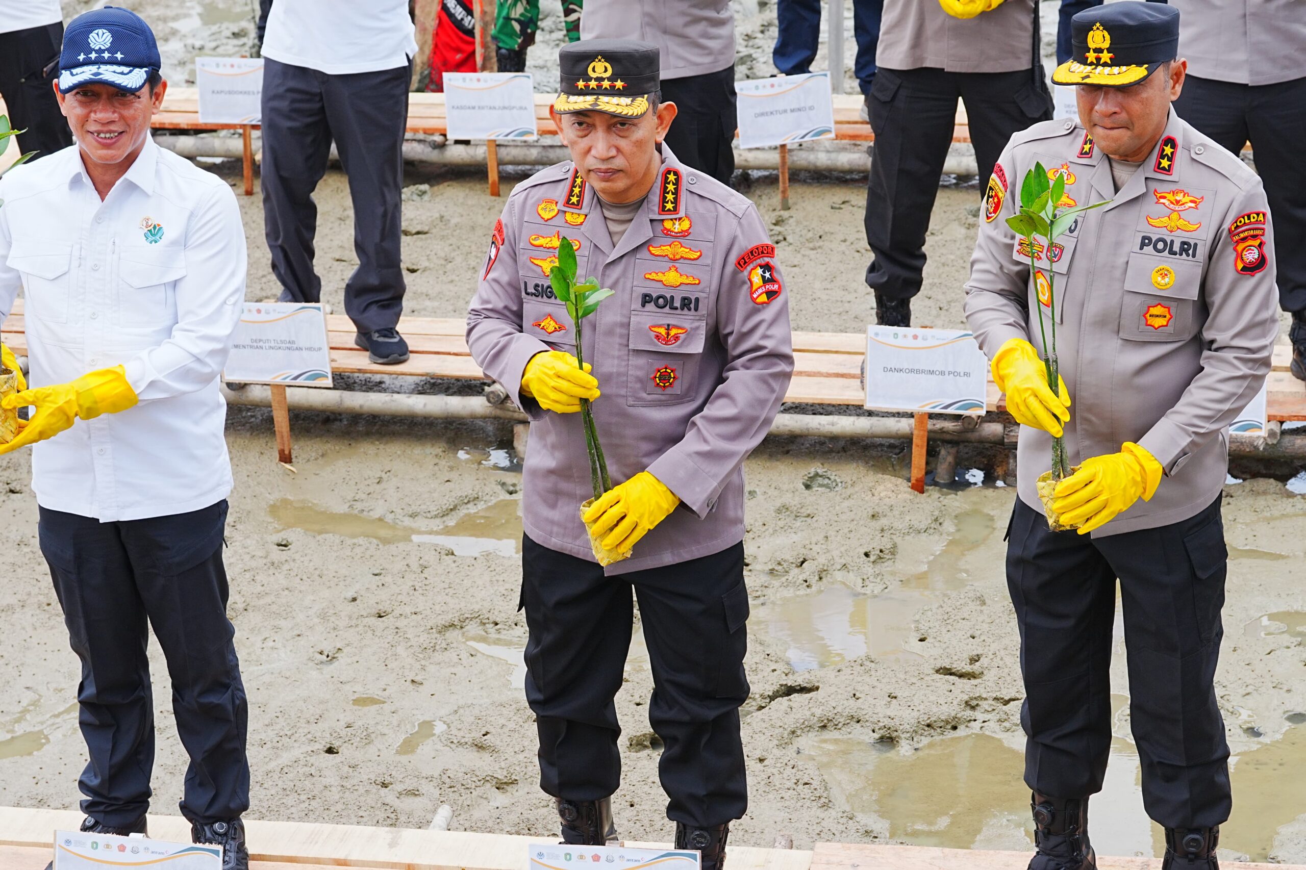 Kapolri Jenderal Listyo Sigit Prabowo menanam mangrove di Kalbar untuk menjaga lingkungan, mencegah abrasi, dan melindungi masa depan bangsa.