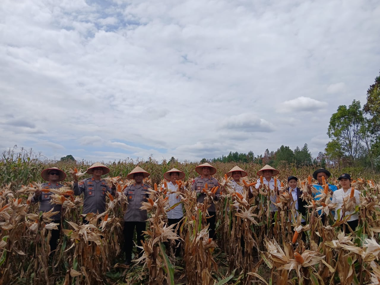 Polres Humbahas panen raya jagung kuartal III di Desa Dolok Margu dengan hasil 8 ton. Polres Humbahas panen raya jagung kuartal III di Desa Dolok Margu dengan hasil 8 ton.