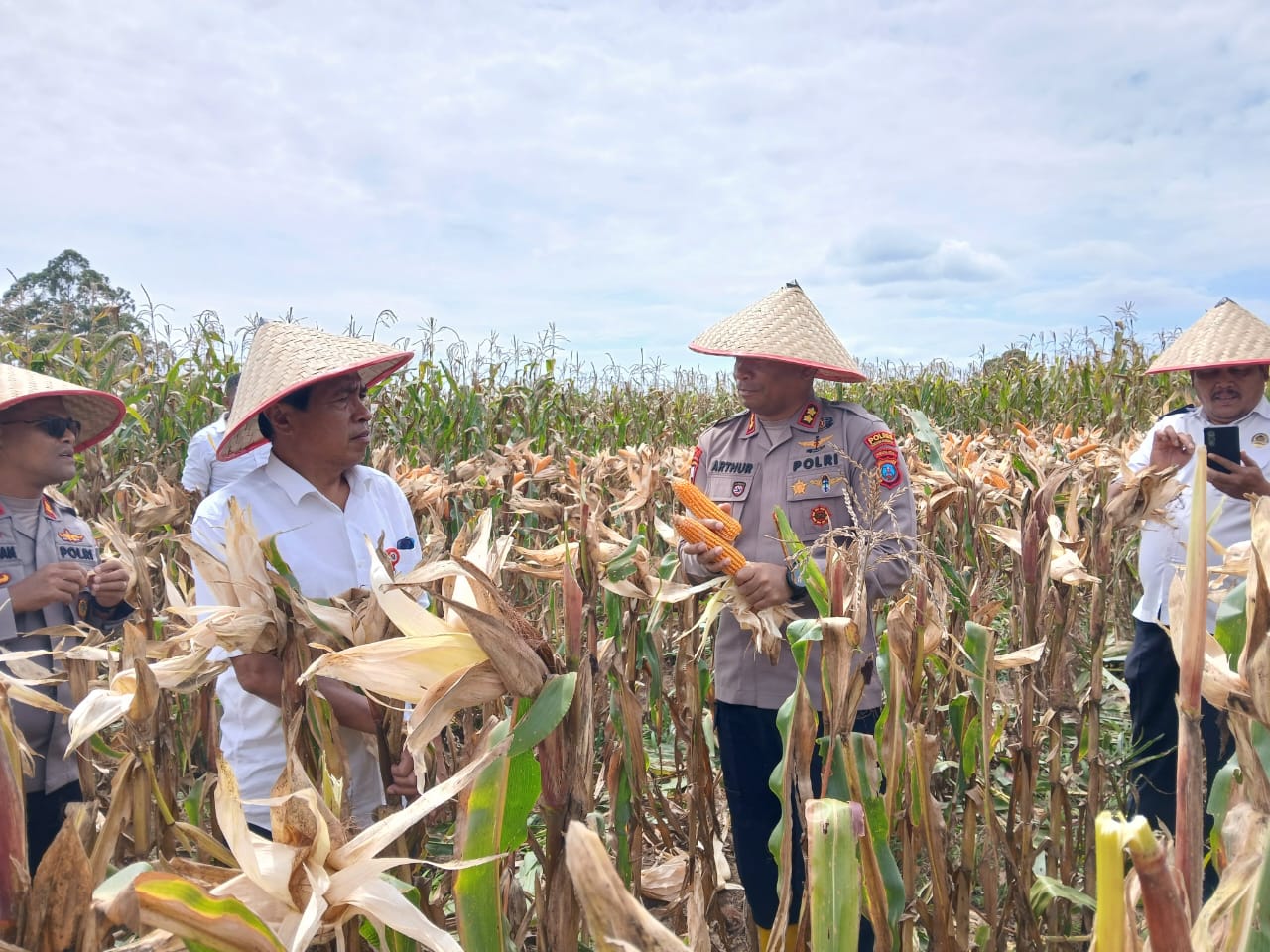 Polres Humbahas panen raya jagung kuartal III di Desa Dolok Margu dengan hasil 8 ton. Polres Humbahas panen raya jagung kuartal III di Desa Dolok Margu dengan hasil 8 ton.