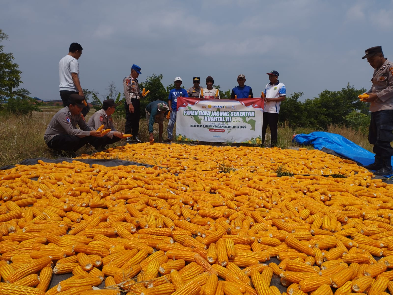 Panen Raya Jagung, Polsek Jatiwangi, Polres Majalengka, ketahanan pangan, swasembada pangan, Gapoktan Cibentar