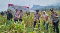 Kapolsek Maja AKP Aas Guntara hadiri panen raya jagung serentak kuartal III di Kecamatan Maja
