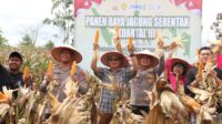 Polres Humbahas Gelar Panen Raya Jagung Serentak Dukung Ketahanan Pangan