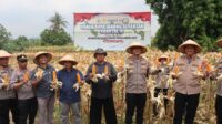 Kapolres Majalengka AKBP Willy Andrian menghadiri Panen Raya Jagung Serentak Kuartal III di Kelurahan Cicurug