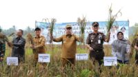 Gubernur, Hidayat Arsani, menghadiri Panen Raya Padi di Desa Namang, Kecamatan Namang, Kabupaten Bangka Tengah, Selasa (9/9/2025).