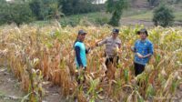 Polsek Majalengka Kota memantau panen jagung kuartal III di Desa Cibodas. Hasil panen mencapai 1.000 kg dan diupayakan terserap Bulog.