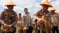 Kapolda Bengkulu Irjen Pol Mardiyono memimpin panen Jagung Bhayangkara Merah Putih di Kepahiang.