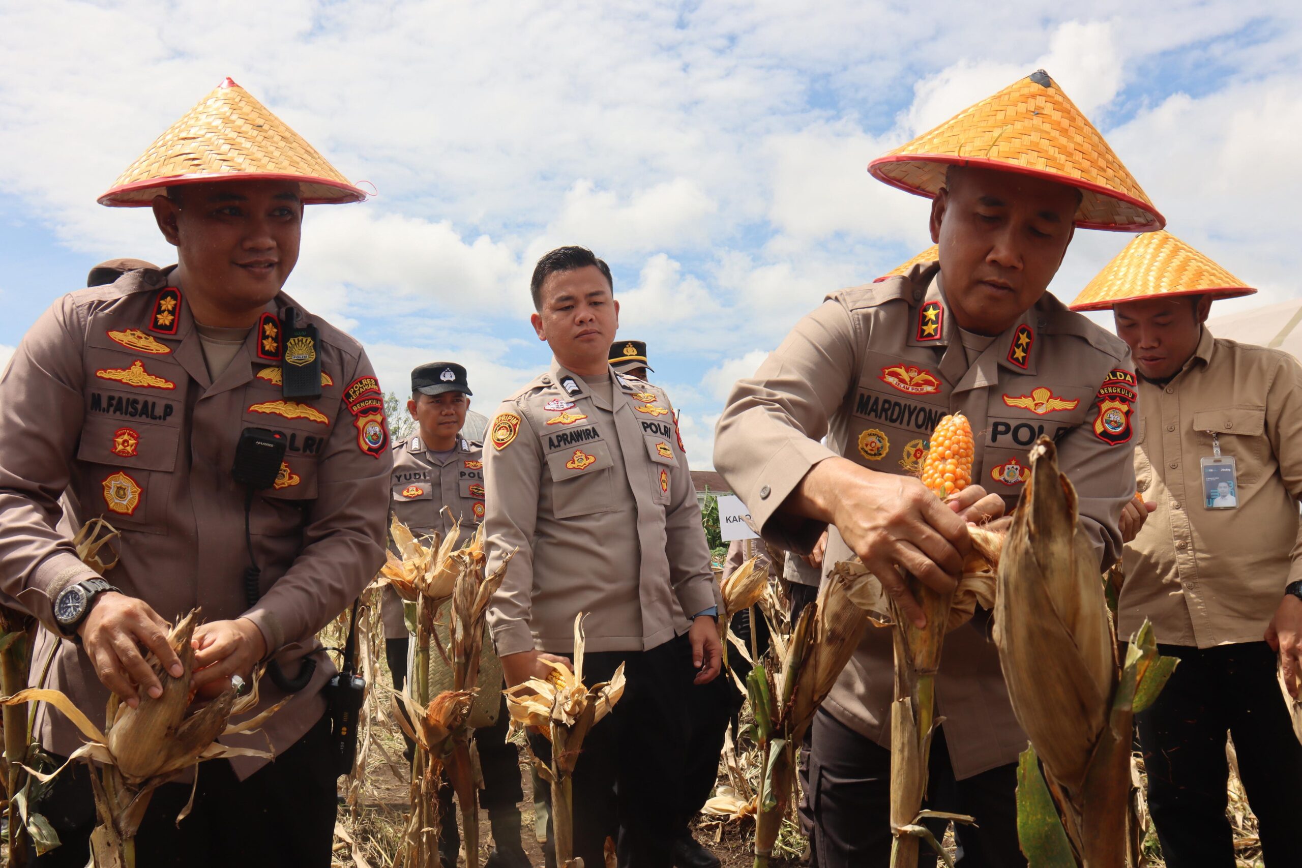 Kapolda Bengkulu Irjen Pol Mardiyono memimpin panen Jagung Bhayangkara Merah Putih di Kepahiang.