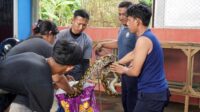 Enam ular sanca hasil tangkapan warga Kalianda dilepasliarkan Damkarmat Lampung Selatan bersama BKSDA Bengkulu di Gunung Rajabasa