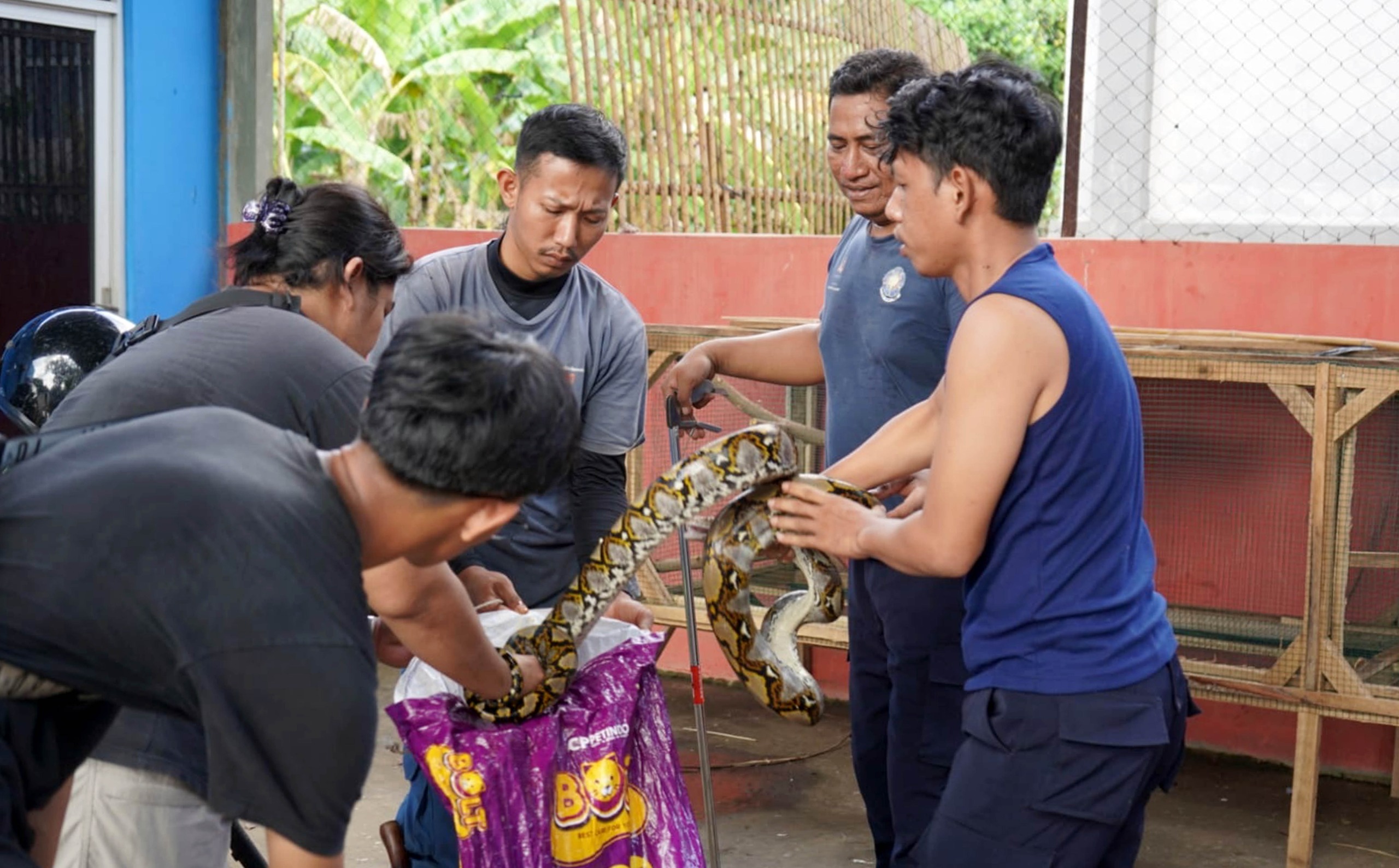 Enam ular sanca hasil tangkapan warga Kalianda dilepasliarkan Damkarmat Lampung Selatan bersama BKSDA Bengkulu di Gunung Rajabasa