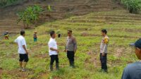 Polsek Bantarujeg Polres Majalengka melaksanakan penanaman jagung bersama Forkopimcam dan warga