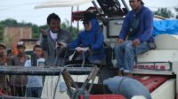 kegiatan Panen Raya Padi yang digelar di Desa Romanglasa, Kecamatan Bontonompo, Jumat (28/11).