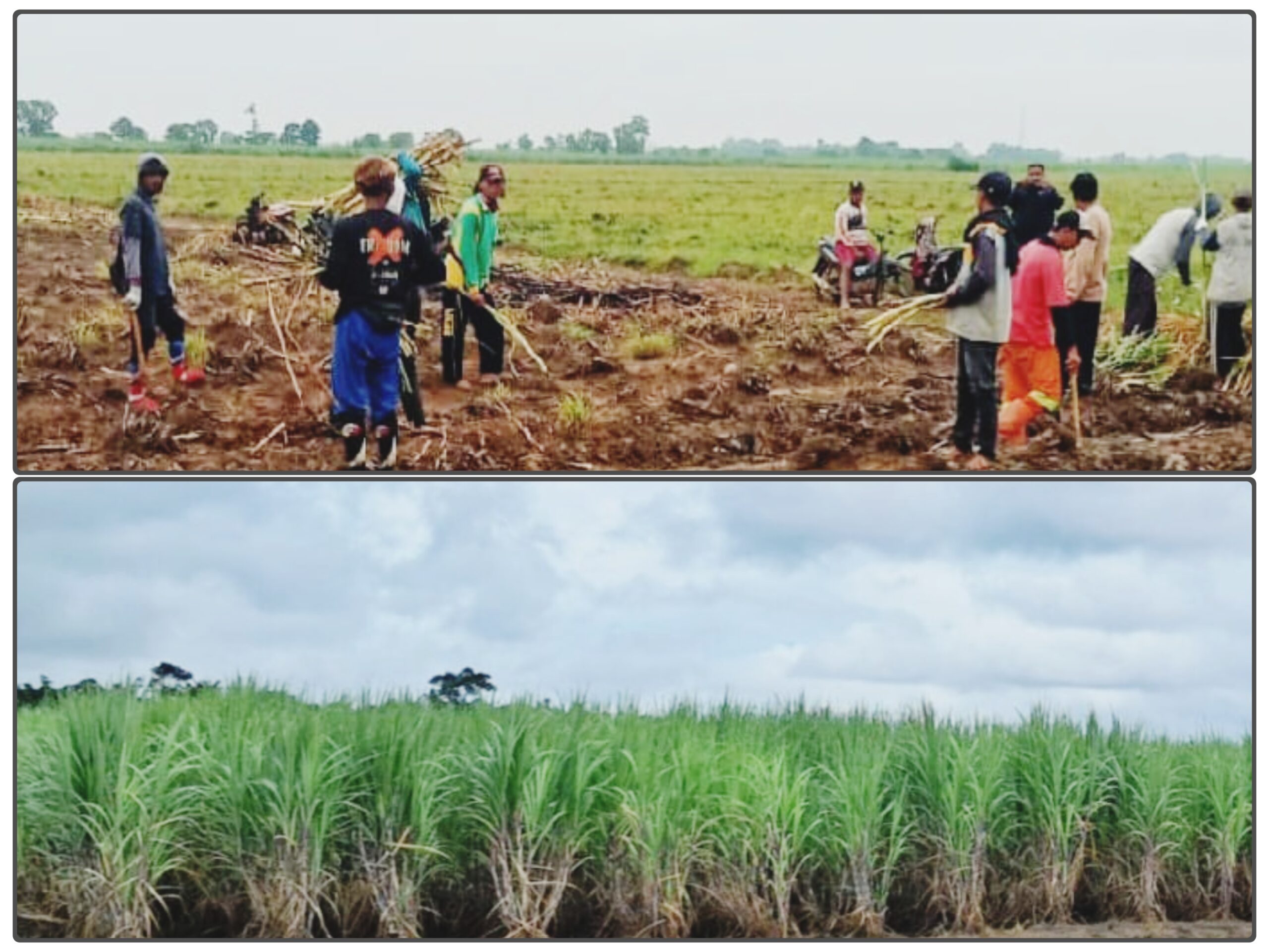 GridArt 20260122 101638248